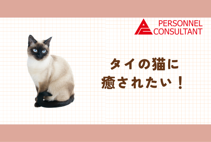 タイの猫に癒されたい！